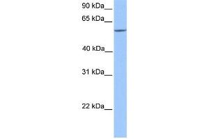 WB Suggested Anti-ERF Antibody Titration: 0.