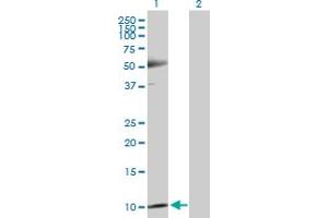 Western Blot analysis of TXN expression in transfected 293T cell line by TXN MaxPab polyclonal antibody. (TXN anticorps  (AA 1-105))