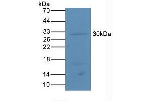 Figure. (ATF4 anticorps  (AA 126-291))