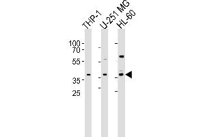 Western blot analysis of lysates from THP-1, U-251 MG, HL-60 cell line (from left to right), using RAD9B Antibody (C-term) (ABIN6244327 and ABIN6577414). (RAD9B anticorps  (AA 394-428))