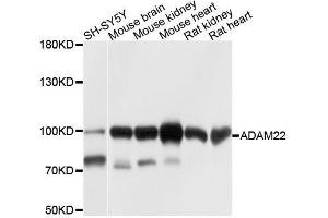 Western blot analysis of extracts of various cell lines, using ADAM22 antibody. (ADAM22 anticorps  (AA 223-400))