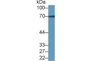 Western Blot; Sample: Mouse Cerebrum lysate; Primary Ab: 2µg/ml Rabbit Anti-Rat NCDN Antibody Second Ab: 0.