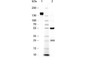 SDS-Page of Goat anti-Rabbit IgG (H&L) Pre-adsorbed Secondary Antibody. (Chèvre anti-Lapin IgG (Heavy & Light Chain) Anticorps)