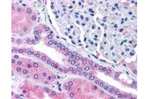 ABIN2564962 (5µg/ml) staining of paraffin embedded Human Kidney. (RHPN2 anticorps  (Internal Region))