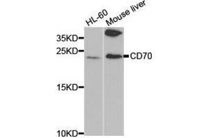 Western Blotting (WB) image for anti-CD70 Molecule (CD70) antibody (ABIN1871649)