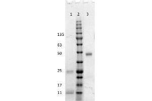 SDS-PAGE results of Goat Fab Anti-Human IgG (H&L) Antibody. (Chèvre anti-Humain IgG (Heavy & Light Chain) Anticorps - Preadsorbed)