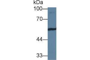 Western blot analysis of Mouse 3T3-L1 cell lysate, using Human VTN Antibody (1 µg/ml) and HRP-conjugated Goat Anti-Rabbit antibody ( (Vitronectin anticorps  (AA 19-111))