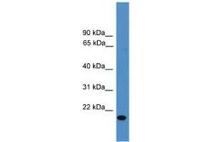 Image no. 1 for anti-Vascular Endothelial Growth Factor B (VEGFB) (AA 91-140) antibody (ABIN6745369) (VEGFB anticorps  (AA 91-140))