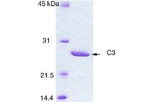 SDS-PAGE (SDS) image for Botulinum C3 Enzyme (Active) protein (ABIN2452165) (Botulinum C3 Enzyme (Active) Protéine)