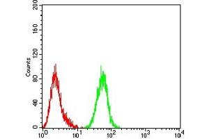 anti-Wilms Tumor 1 (WT1) (AA 1-181) antibody