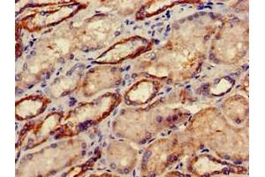 Immunohistochemistry of paraffin-embedded human kidney tissue using ABIN7149828 at dilution of 1:100 (DRG1 anticorps  (AA 173-228))