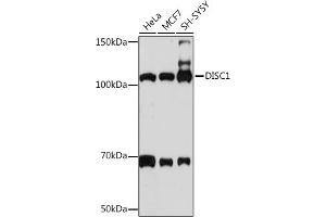 Western blot analysis of extracts of various cell lines, using DISC1 Rabbit mAb (ABIN7266799) at 1:1000 dilution.