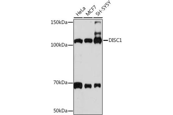 DISC1 anticorps