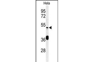 Western blot analysis of DDX49 Antibody (C-term) (ABIN653921 and ABIN2843155) in Hela cell line lysates (35 μg/lane). (DDX49 anticorps  (C-Term))