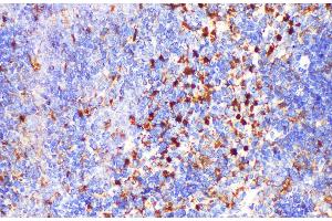 Immunohistochemistry of paraffin-embedded Mouse spleen using LGALS3 Polycloanl Antibody at dilution of 1:200 (Galectin 3 anticorps)