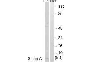 Western blot analysis of extracts from A549 cells, using Stefin A antibody. (CSTA anticorps  (C-Term))