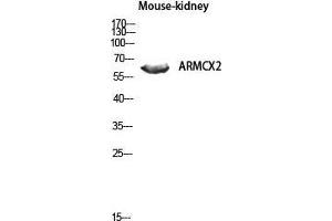 Western Blot (WB) analysis of Mouse Kidney lysis using ARMCX2 antibody. (ARMCX2 anticorps  (Internal Region))