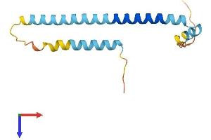 AlphaFold protein structure predicition of Human Recombinant TSC22D3 Protein, UniprotID Q99576