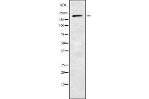 Western blot analysis of ADAMTS20 using HeLa whole cell lysates