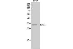 Western Blotting (WB) image for anti-MAS-Related GPR, Member X4 (MRGPRX4) (C-Term) antibody (ABIN3185635) (MRGPRX4 anticorps  (C-Term))