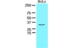 Western Blotting (WB) image for anti-HCLS1 Associated Protein X-1 (HAX1) (AA 1-279), (N-Term) antibody (ABIN400856) (HAX1 anticorps  (N-Term))
