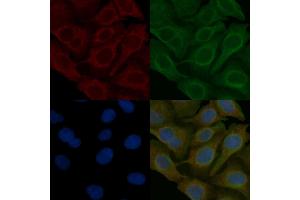 TMEFF1 Mouse Monoclonal Antibody staining Hela cells by IF/ICC.