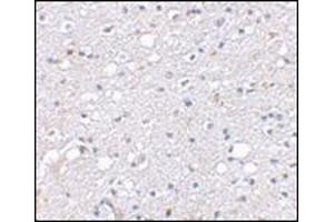 Immunohistochemical staining of human brain tissue using AP30786PU-N at 2.