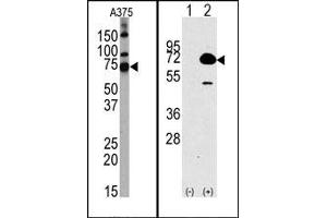 Image no. 1 for anti-Histone Deacetylase 10 (HDAC10) (N-Term) antibody (ABIN356657) (HDAC10 anticorps  (N-Term))