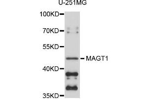 Western blot analysis of extracts of U-251MG cells, using MAGT1 antibody. (MAGT1 anticorps)