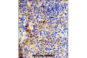 Formalin-fixed and paraffin-embedded mouse spleen reacted with IGJ Antibody (N-term), which was peroxidase-conjugated to the secondary antibody, followed by DAB staining. (IGJ anticorps  (N-Term))
