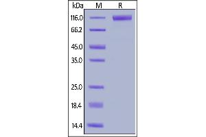 Human Flt-3, Fc Tag on  under reducing (R) condition. (FLT3 Protein (AA 27-543) (Fc Tag))