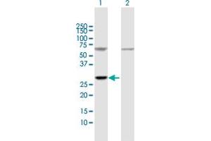 Western Blot analysis of ATP5F1 expression in transfected 293T cell line by ATP5F1 MaxPab polyclonal antibody. (ATP5F1 anticorps  (AA 1-256))