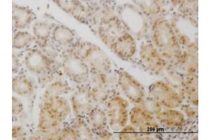 Image no. 4 for anti-Glial Cells Missing Homolog 1 (GCM1) (AA 108-166) antibody (ABIN599044) (GCM1 anticorps  (AA 108-166))