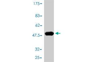 Western Blot detection against Immunogen (48.