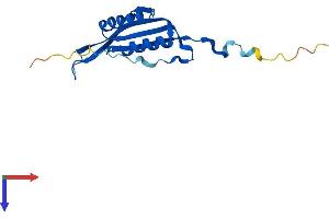 AlphaFold protein structure predicition of Mouse Recombinant Mrps10 Protein, UniprotID Q80ZK0