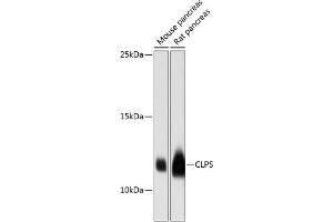 Western blot analysis of extracts of various cell lines, using CLPS antibody (ABIN6133979, ABIN6138742, ABIN6138745 and ABIN6216519) at 1:3000 dilution. (CLPS anticorps  (C-Term))
