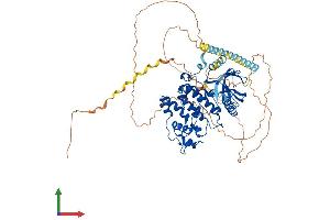 AlphaFold protein structure predicition of Mouse Recombinant Srpk2 Protein, UniprotID O54781