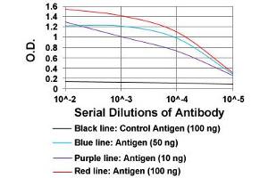 ELISA analysis of SMCP monoclonal antibody, clone 5C10D8  at 1:10000 dilution. (SMCP anticorps)