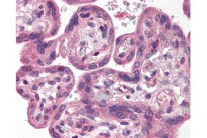 Anti-SH3GLB1 / Bif-1 antibody IHC of human placenta. (SH3GLB1 anticorps  (C-Term))