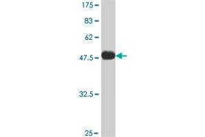 Western Blot detection against Immunogen (50.