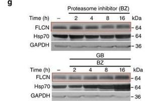 Folliculin is a new client of Hsp90. (HSP70 anticorps)