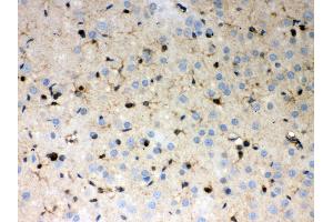 Anti- Peroxiredoxin 1 Picoband antibody, IHC(P) IHC(P): Rat Brain Tissue (Peroxiredoxin 1 anticorps  (Middle Region))