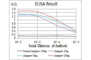 Fig. (SSH1 anticorps  (AA 1032-1044))