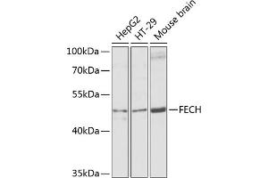 Western blot analysis of extracts of various cell lines, using FECH antibody (ABIN6130423, ABIN6140573, ABIN6140574 and ABIN6224474) at 1:1000 dilution. (FECH anticorps  (AA 1-200))