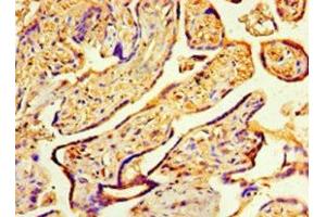 Immunohistochemistry of paraffin-embedded human placenta tissue using ABIN7148499 at dilution of 1:100 (COPS7A anticorps  (AA 2-275))