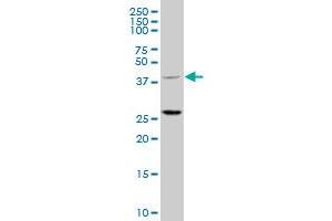 TRIM63 polyclonal antibody (A01), Lot # 051219JC01 Western Blot analysis of TRIM63 expression in HepG2 .