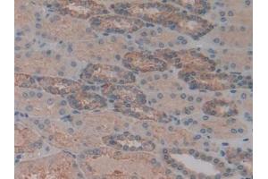 Detection of SPTAN1 in Human Kidney Tissue using Polyclonal Antibody to Alpha-Fodrin (SPTAN1)