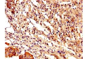 IHC image of ABIN7146551 diluted at 1:500 and staining in paraffin-embedded human adrenal gland tissue performed on a Leica BondTM system.