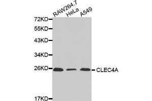 Western blot analysis of extracts of various cell lines, using CLEC4A antibody. (CLEC4A anticorps  (AA 70-237))