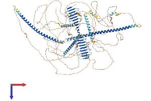 AlphaFold protein structure predicition of Human Recombinant CENPJ Protein, UniprotID Q9HC77